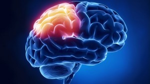 Cerebro