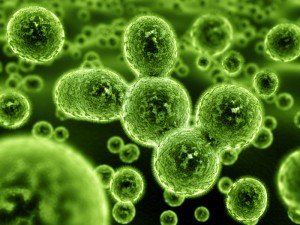 probioticos