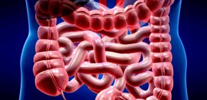 intestino