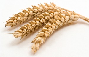 gluten