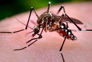 chikungunya