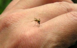 Zika