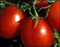 Comer Tomates
