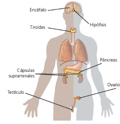 El funcionamiento del sistema endocrino
