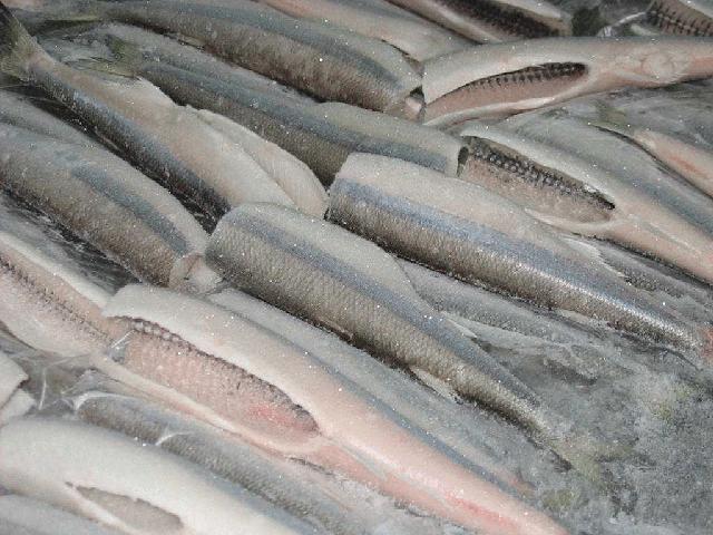 Seguridad alimenticia: Riesgos del pescado congelado