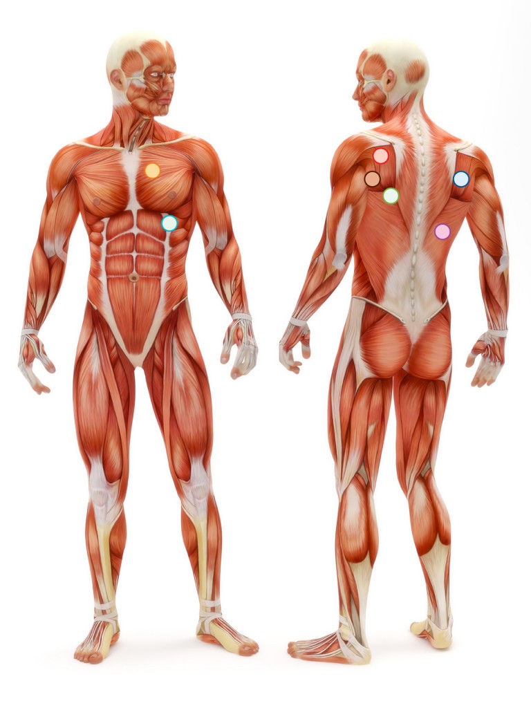 10 curiosidades sobre tu cuerpo que no sabías