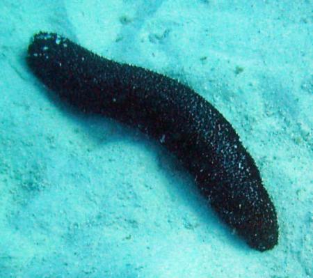 Pepino de mar contra el cáncer