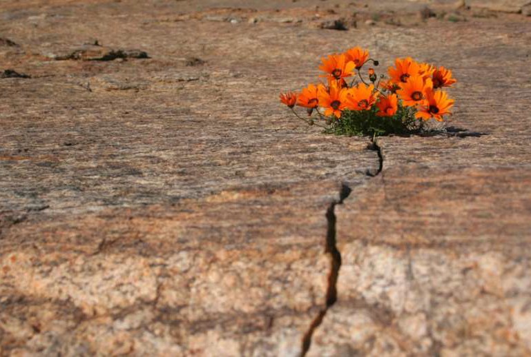La personalidad resiliente: ¿Qué es y cómo desarrollarla?
