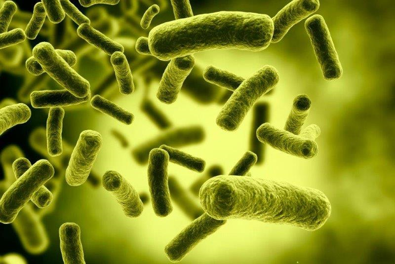 Las 5 bacterias más usuales en los alimentos