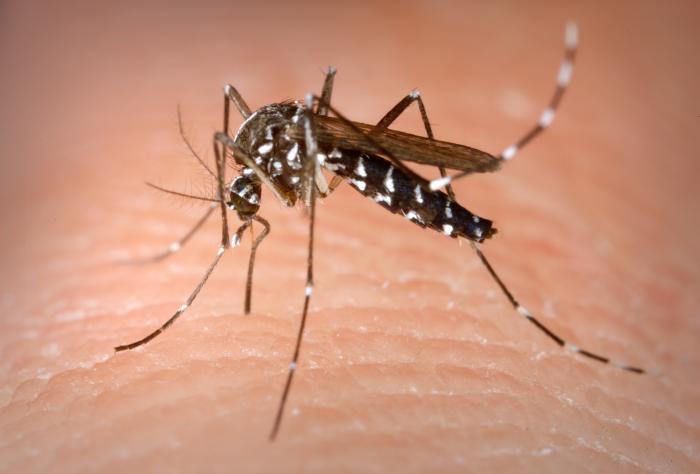 ¡Atentos a las picaduras de mosquitos!
