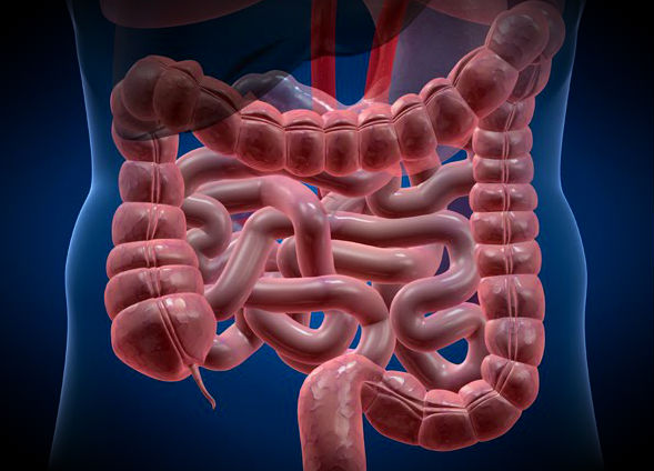 ¿Todas las enfermedades comienzan en el intestino?