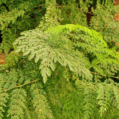 7 beneficios de la moringa para la salud