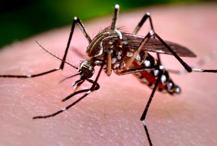 Chikungunya: ¿Qué es y cómo combatirlo?