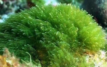 El alga Chlorella contra el cáncer