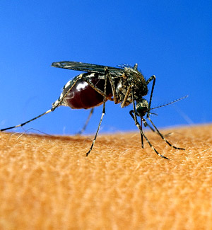 Cinco condiciones que nos hacen más vulnerables a las picaduras de mosquitos