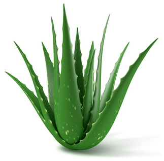 El aloe vera: Un aliado para tu salud