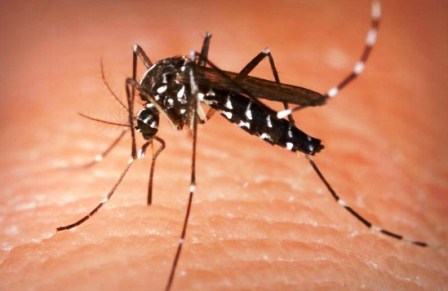 Virus del Zika: Un nuevo enemigo para la salud